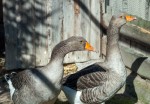 Zoo Chleby