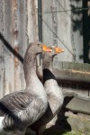 Zoo Chleby