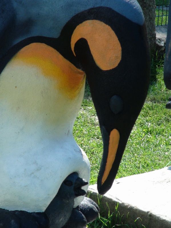 tučňák patagonský