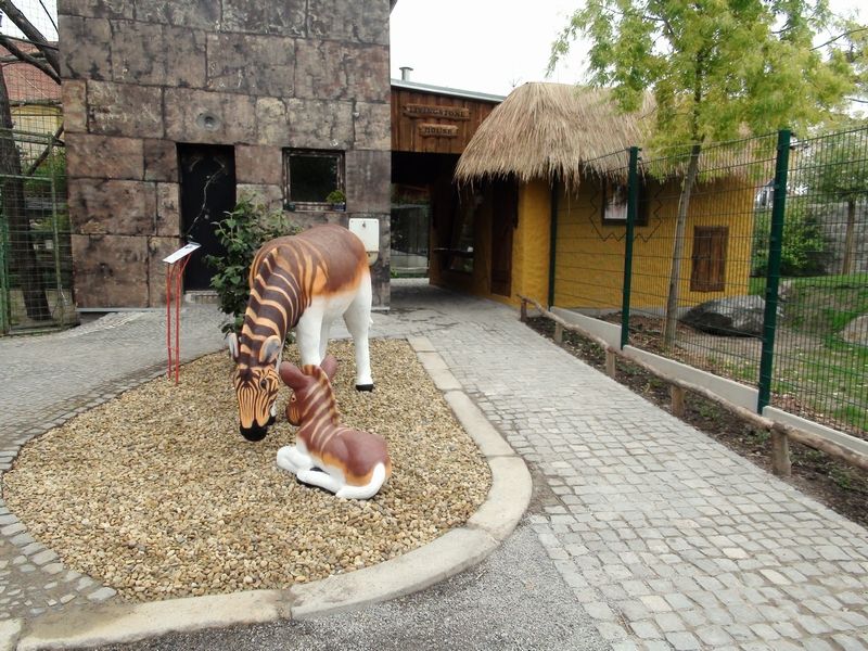 zebra kvaga