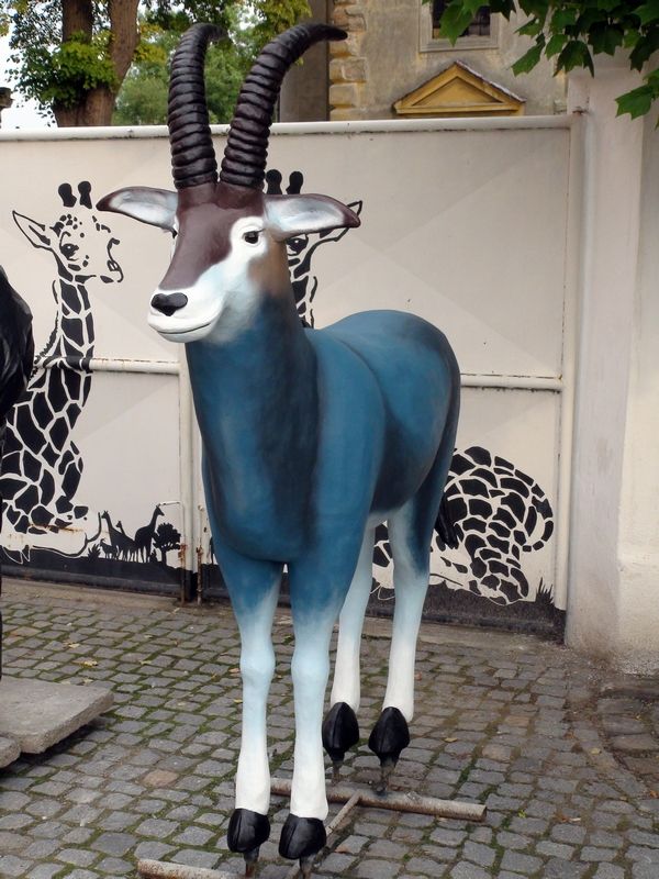 antilopa modrá