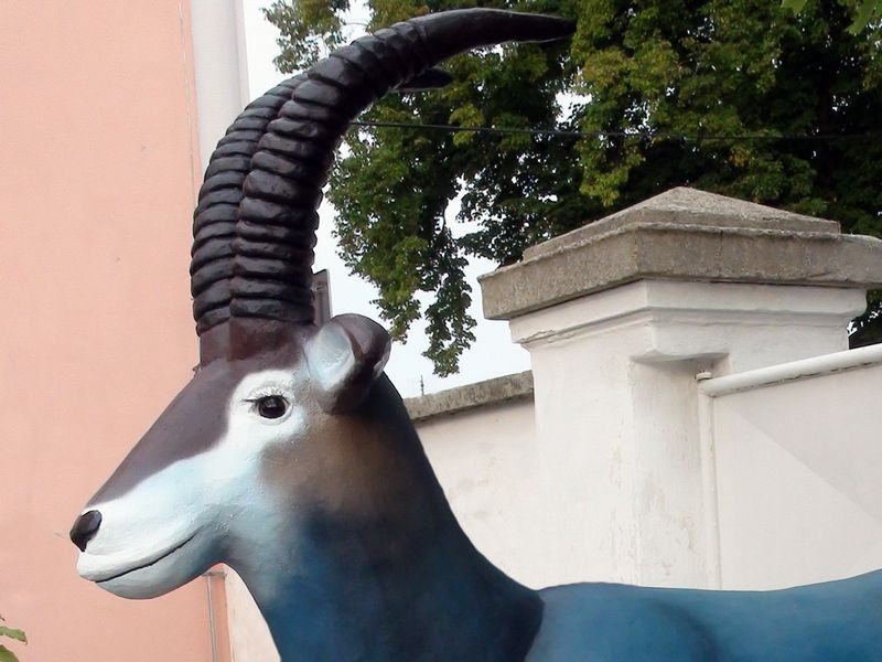 antilopa modrá