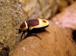 Zoo Chleby