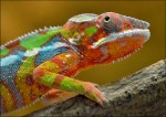 Zoo Chleby