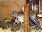 Zoo Chleby